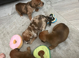 Jack Russell puppies