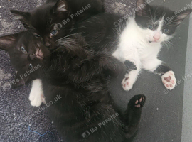4 beautiful kittens