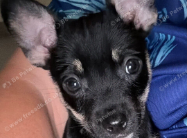 9 weeks old jack Russell cross Chihuahua