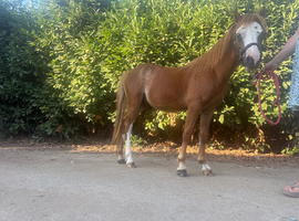 Saris supremo yearling Welsh a colt
