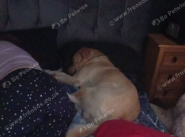 Male dog to rehome
