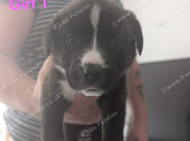9 gorgeous cross border collie/bullmastiff puppies left for sale. Dad was pedigree blue/white border collie. Mum is Italian bullmastiff/French mast
