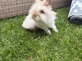 Lionhead/angora rabbit