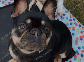 Female French bulldog for rehoming