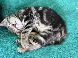 2 Beautiful kittens looking for new homes