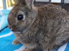 Beautiful Netherland dwarfs
