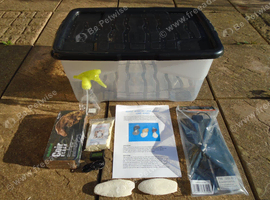 ADULT GIANT AFRICAN LAND SNAIL KIT - NEW - FREE POSTAGE