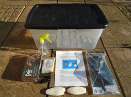 GIANT AFRICAN LAND SNAIL ADULT KIT