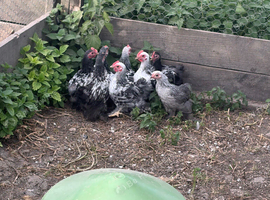 Pekins cockrels