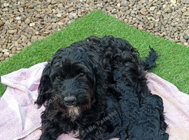 Cockapoo puppies