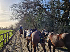Premium Grass Livery/grazing wanted UK