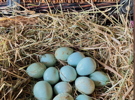 Blue Celadon Quail Hatching Eggs