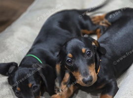 3 boys miniature dachshunds