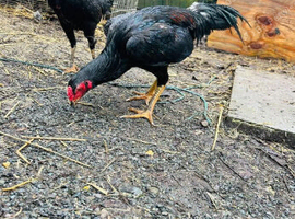 6 Turkish hint x jap shamo chick's