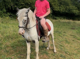 Cute family pony Appaloosa for sale!
