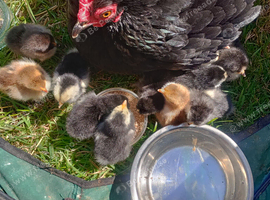 Super Cute Baby Bantam Chicks