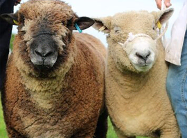 Champion coloured Ryeland ram