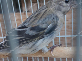 Siskins for sale