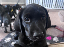 KC black Labrador retriever puppies