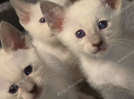 Pure sparkling blue eye siamese kittens