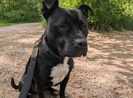 Very sweet Staffordshire bull Terrier