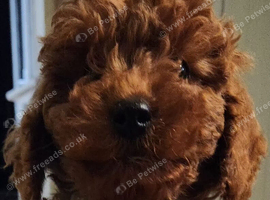 Stunning Fox-red Cavapoo Puppies