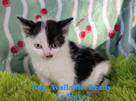 British Blue x kittens, wormed/flead/litter trained &pound;80