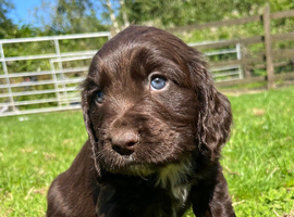 Outstanding cocker spaniel puppies
