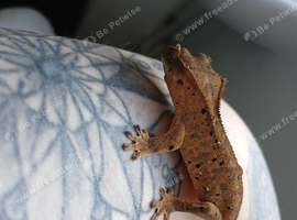 Crested gecko - collection