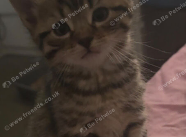 Kittens for sale