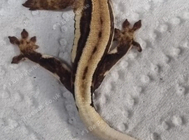 Pet Only Cresties