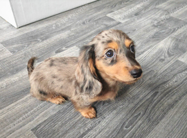 Mini Dachshund Puppy - Silver Dapple - 10 weeks