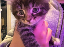 6 grey and brown stunning beautiful markings kittens