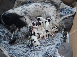Cocker Spaniel puppys for sale 2 black and white boys 2 black and white girls
