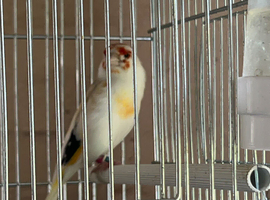 Peid goldfinch