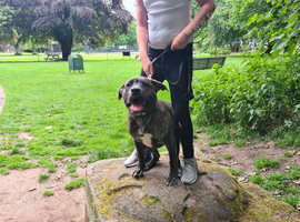 Brindle staff