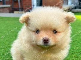 Tiny Teddy Bear Pomeranians
