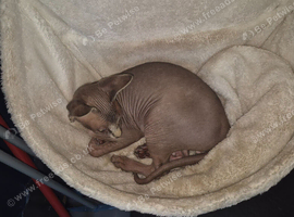 2 adult sphynx cats