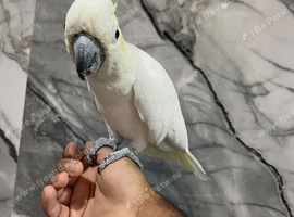 Friendly Affectionate Cuddly Super Tame Lesser Sulphur Crested Cockatoo Parrot,4