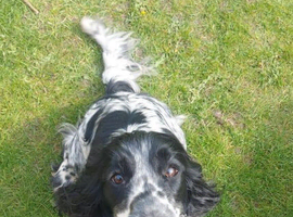 8 Beautiful Cocker Spaniel Puppies