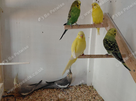 2 budgies for sale.