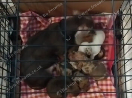 6 lovley pups looking for 5star homes