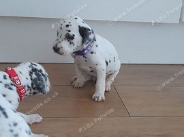 Dalmatian puppies