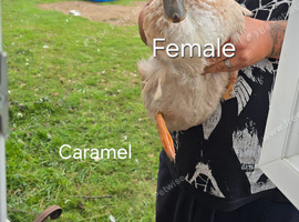 Ducks