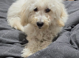 5 month old female