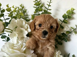 Adorable Toy Maltipoos