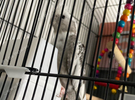 Male cockatiel