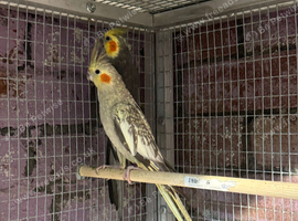 Breeding pairs cockatiels