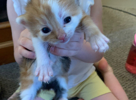 3 gorgeous kittens