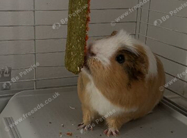 Male Guiana pig